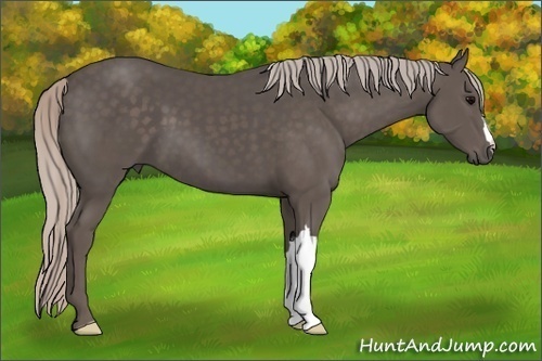 Horse Color: Unknown 