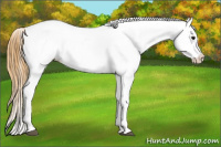 Horse Color:Buckskin Blanket 