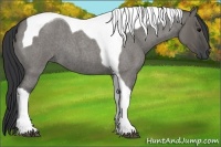 Horse Color:Grullo Roan Tobiano 
