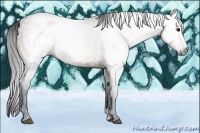 Horse Color:Gray Bay 