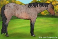 Horse Color:Bay Roan 