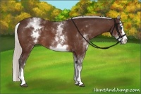 Horse Color:White Spotted Silver Bay Splash 