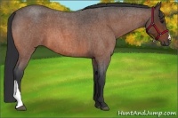 Horse Color:Bay Roan 