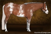 Horse Color:White Spotted Silver Bay Splash