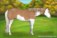 Horse Color:Chestnut Sabino Splash 