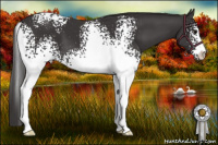Horse Color:White Spotted Smoky Black Sabino 