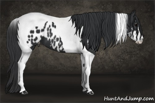 Horse Color: Black Sabino Tobiano Blanket 