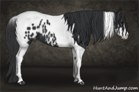 Horse Color:Black Sabino Tobiano Appaloosa 