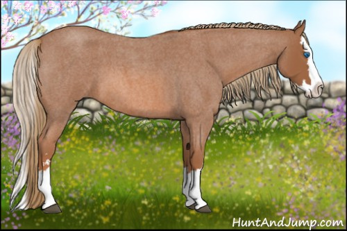 Horse Color: Red Roan Sabino Splash 