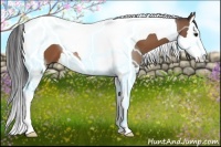 Horse Color:Bay Splash Tobiano 