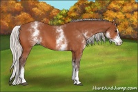 Horse Color:White Spotted Silver Bay Splash 