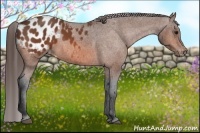 Horse Color:Bay Appaloosa