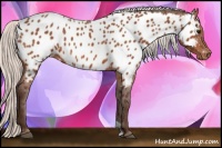 Horse Color:Silver Bay Near Leopard 