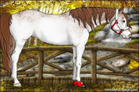 Horse Color:White Spotted Liver Chestnut 