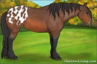 Horse Color:Bay Appaloosa 