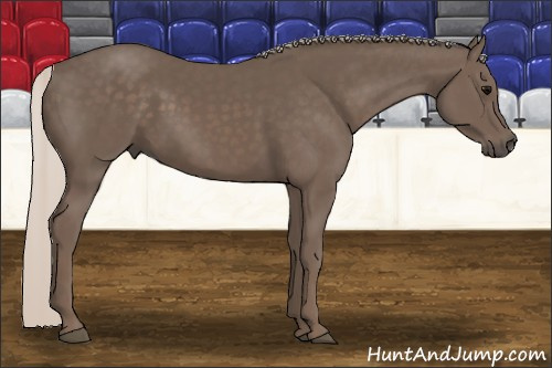 Horse Color: Silver Black 