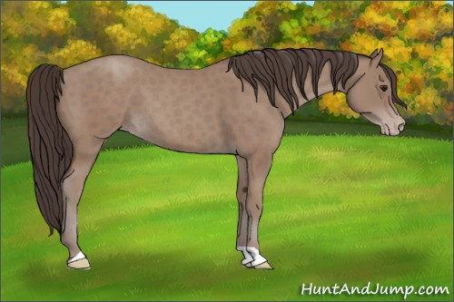 Horse Color: Sable Champagne 