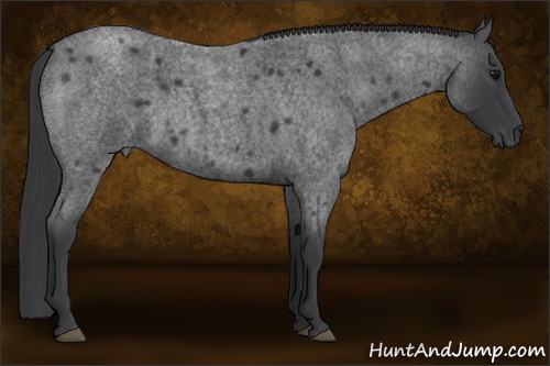 Horse Color: Blue Roan 