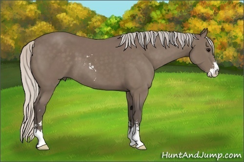 Horse Color: Silver Black Sabino 