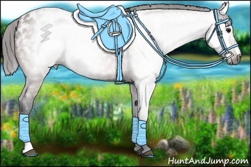 Horse Color:Gray Bay Appaloosa 