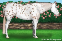 Horse Color:Chestnut Splash Appaloosa 