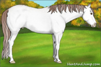 Horse Color:White Spotted Classic Champagne Dun Splash Blanket Rabicano 