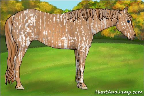 Horse Color: Unknown 
