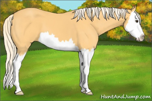 Horse Color: Unknown 