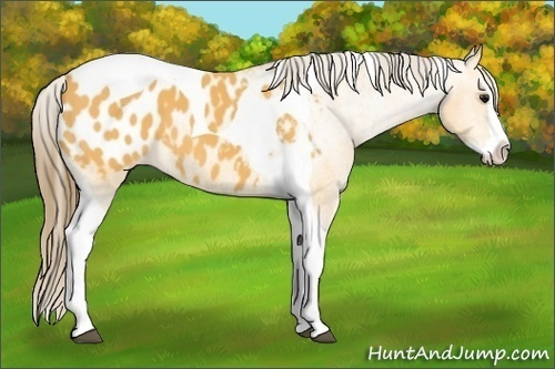 Horse Color:Buckskin Splash Tobiano Blanket 