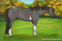 Horse Color:Grullo Tobiano 