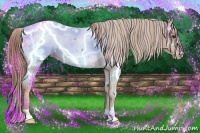 Horse Color:Chestnut Snowcap 