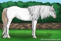 Horse Color:White Spotted Red Dun Tobiano Blanket 