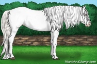 Horse Color:Silver Bay Dun Near Leopard 