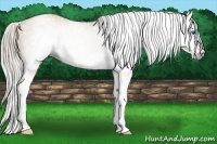 Horse Color:Gray Silver Amber Champagne Splash 