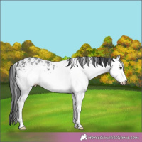 Horse Color:White Spotted Black 