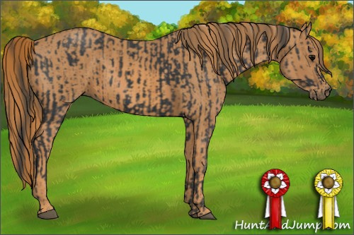 Horse Color: Black  Brindle