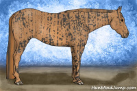 Horse Color:Black  Brindle