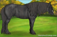 Horse Color:Black  Brindle