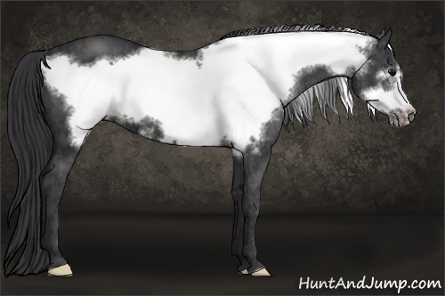Horse Color: Black Frame  Brindle
