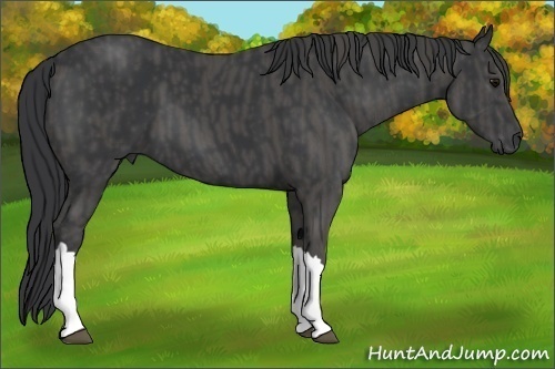 Horse Color:Black  Brindle