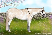 Horse Color:Brown Pearl Dun Sabino  Brindle