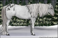 Horse Color:Black Appaloosa  Brindle