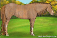 Horse Color:Classic Champagne  Brindle