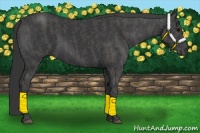 Horse Color:Black  Brindle