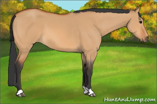 Horse Color:Bay Dun