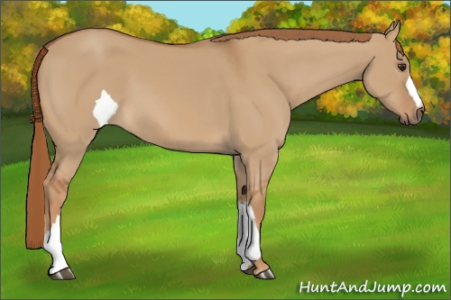 Horse Color:Red Dun