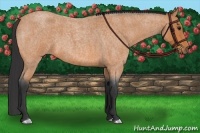 Horse Color:Bay Roan 