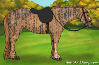 Horse Color:Black  Brindle