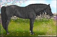 Horse Color:Black  Brindle