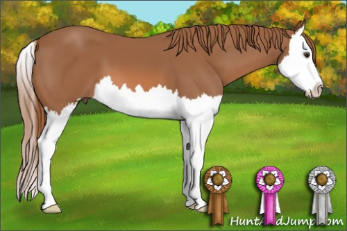 Horse Color: Chestnut Splash 